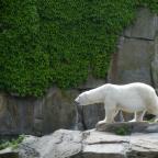 Zoo de Berlim.