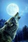 imagem de wolf night